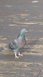 Close-up of seagull