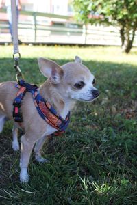 Portrait of dog on grassy field