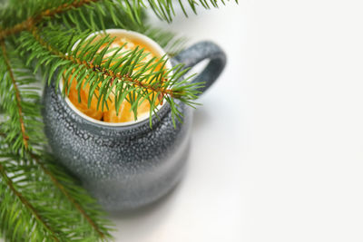High angle view of potted plant against white background