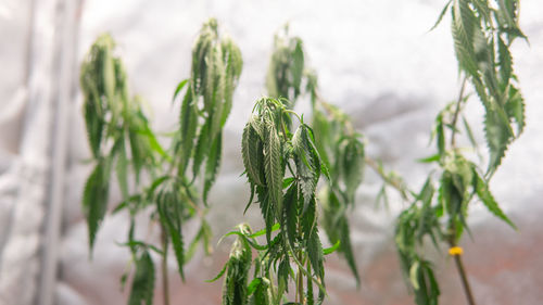 Close-up of fresh green plant in field