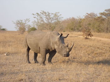 Full length of rhinoceros on grass