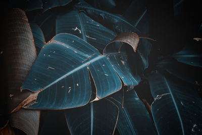 Full frame shot of banana leaves