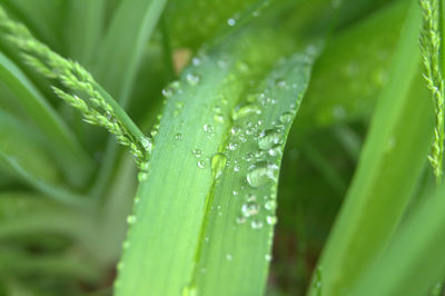 Close-up of water drops on leaf