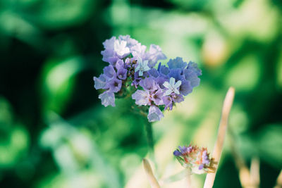 Close-up of purple flowering plant