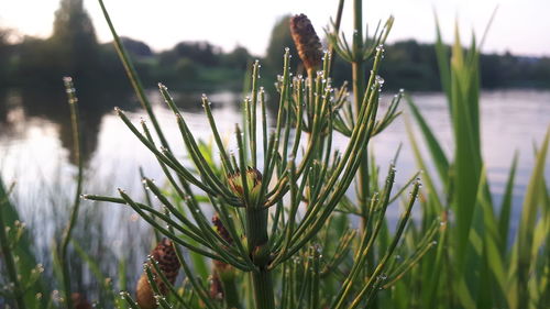 Close-up of plants against lake