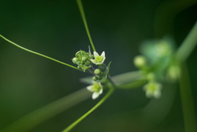 Close-up of flower and bud