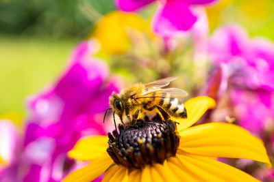 Close-up of bee pollinating on purple flower