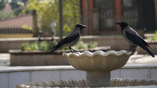 Close-up of bird perching on railing