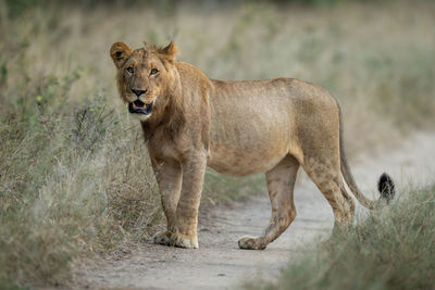 Lioness looking away