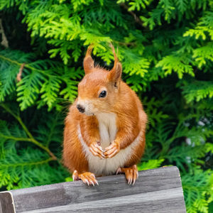 Close-up of a rabbit on tree