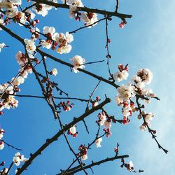 Low angle view of flowers blooming against sky