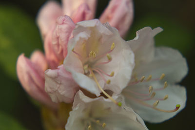 Close-up of pink rose flower