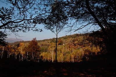 Trees in forest