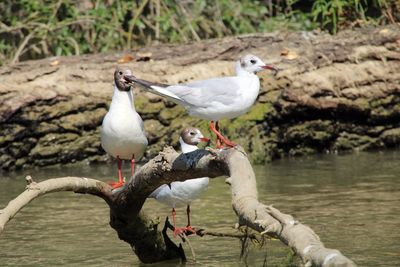 Seagulls perching on a lake