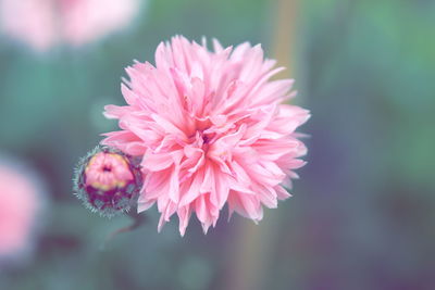 Close-up of pink flower