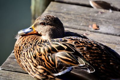 Close-up of a duck