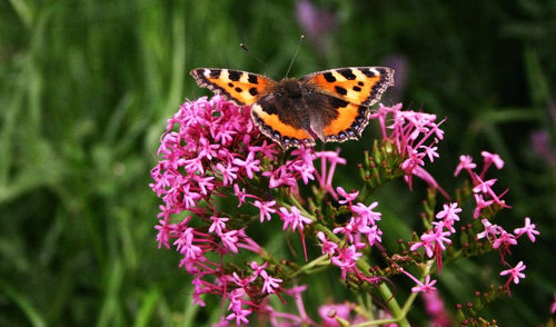 Close-up of butterfly pollinating on flower