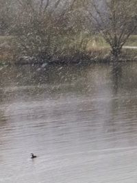 View of birds swimming in lake