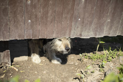 Angry dog under fence. pet guards territory of house. old dog.