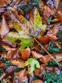 Full frame shot of dry leaves