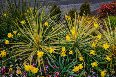 High angle view of yellow flowering plants on field