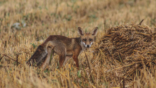 Portrait of jackal