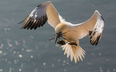 White heron flying over sea
