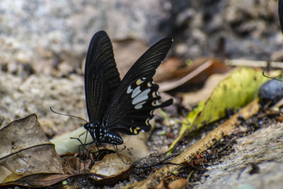 Close-up of butterfly