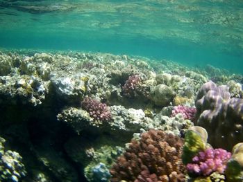 View of fish in sea