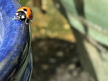 High angle view of ladybug on leaf