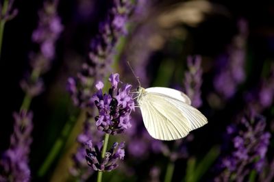 Close-up of butterfly pollinating on purple flower