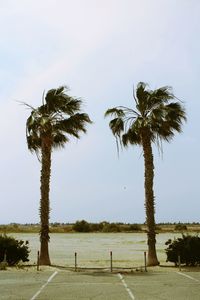 Palm trees against clear sky