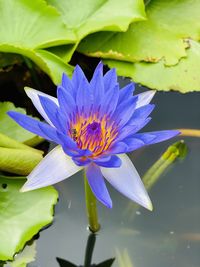 Close-up of water lily in pond