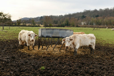 Beige cows graze on a field in normandy france