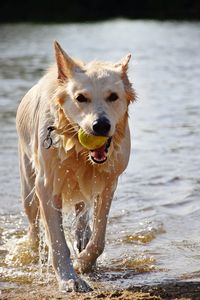 Dog running in a water