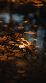 Close-up of autumn leaves on wet land