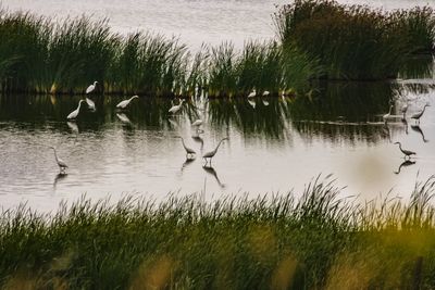 Bird flying over lake