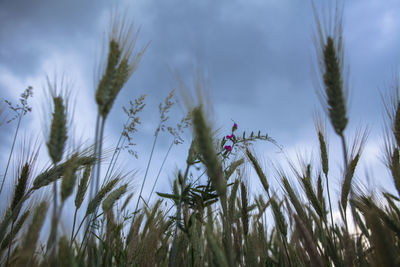 Close-up of flowering plants on field against sky