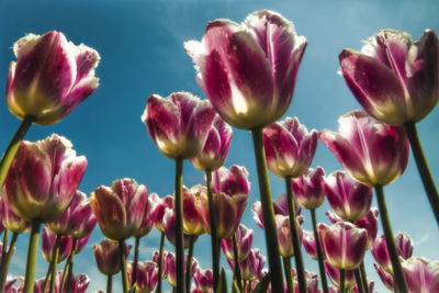 Close-up of pink flowers blooming outdoors