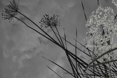 Close-up of flowering plants against sky