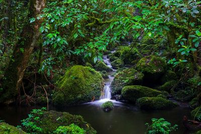 Scenic view of waterfall in forest