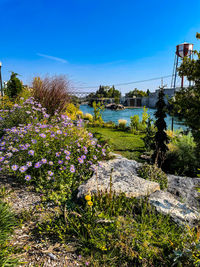 Flowering plants by lake against clear blue sky