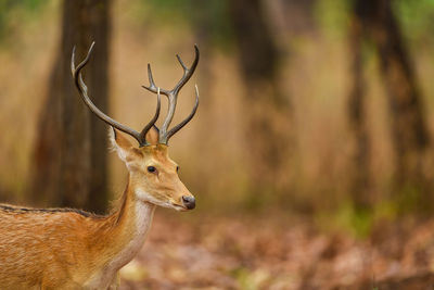 Deer on a land