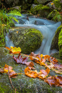 Scenic view of waterfall in forest