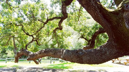 Horse on tree