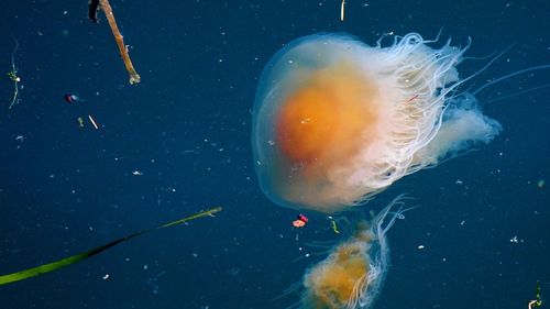 Jellyfish in sea