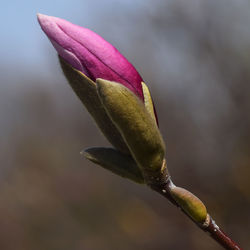 Close-up of leaves against blurred background