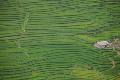 Scenic view of rice paddy