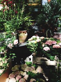 Close-up of potted plant