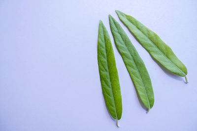 Close-up of fresh green plant against white background